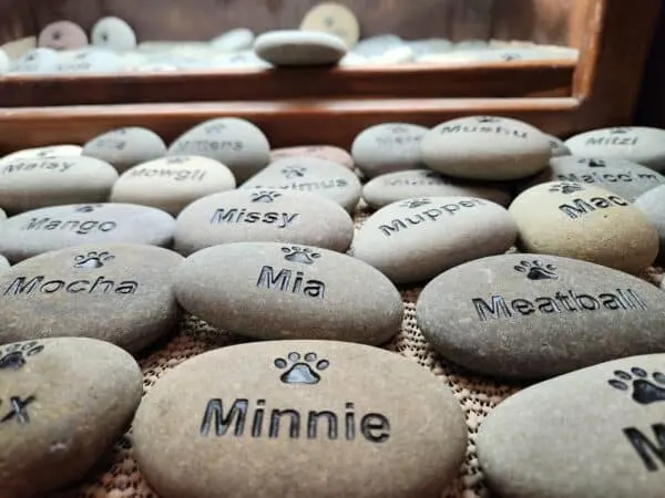 Pet Rocks - Image 3